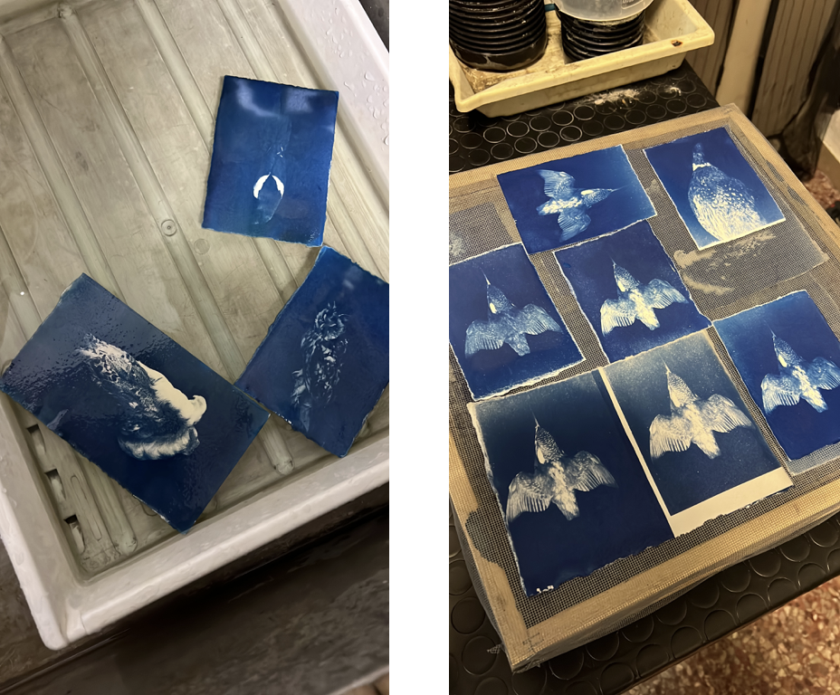 Cyanotypes process