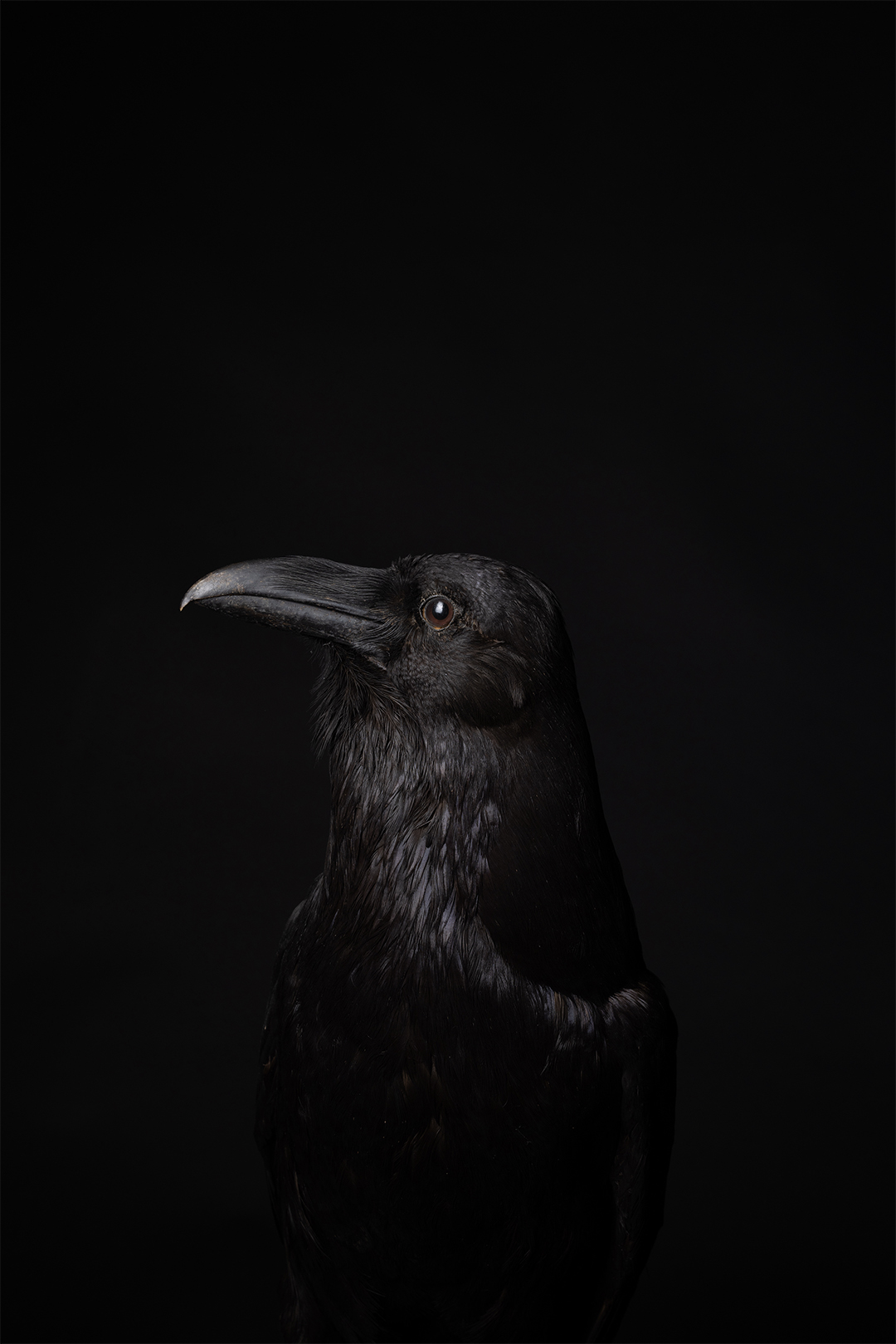 Raven photograph